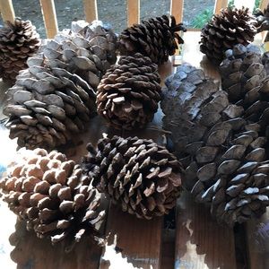 Beautiful Pinecones!